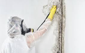 Best Basement Mold Removal  in Liberty, PA